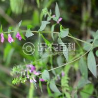 柑橘黄叶症状示例0