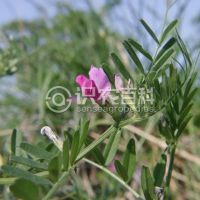 柑橘黄叶症状示例0