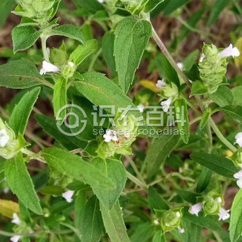 柑橘黄叶症状示例2