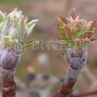 柑橘黄叶症状示例0
