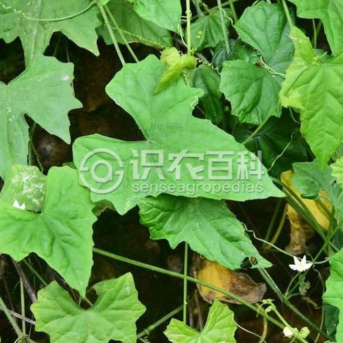 柑橘黄叶症状示例1