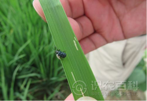 柑橘黄叶症状示例1