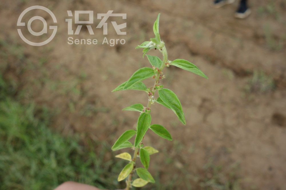 柑橘黄叶症状示例2