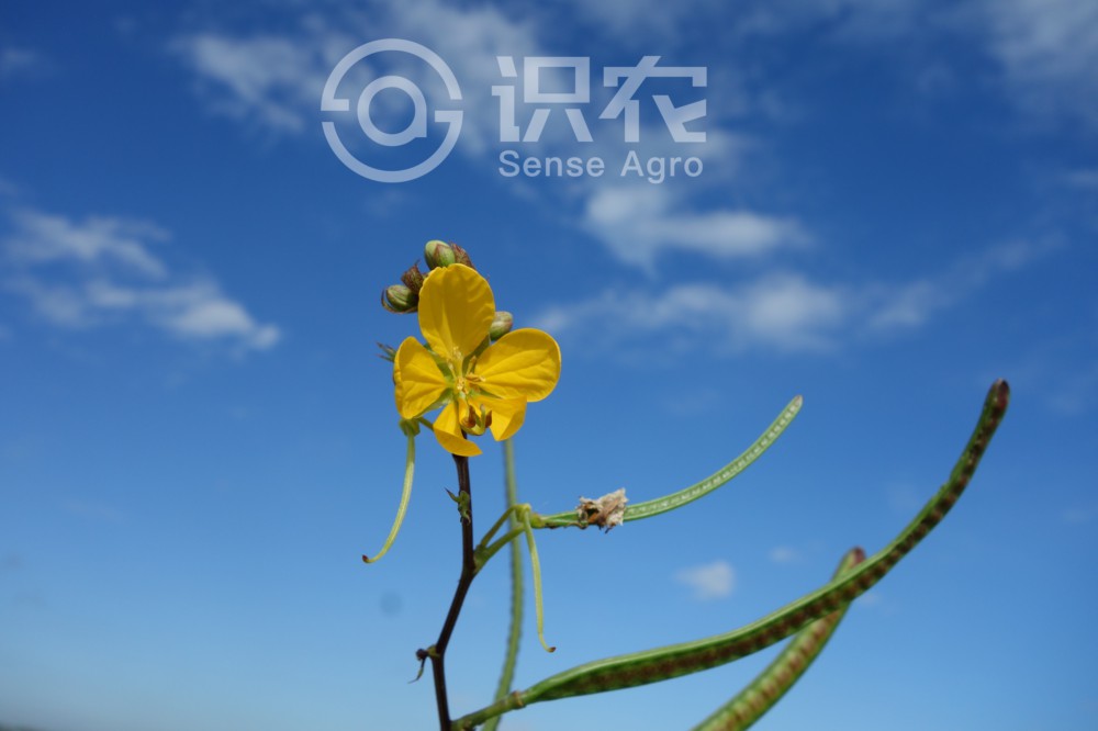 柑橘黄叶症状示例2