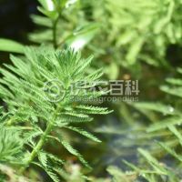 柑橘黄叶症状示例0