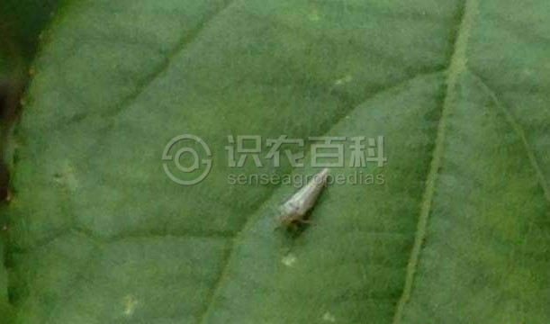 柑橘黄叶症状示例3