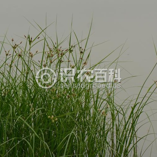 柑橘黄叶症状示例3