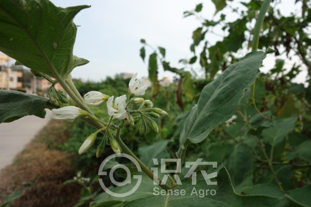 柑橘黄叶症状示例4