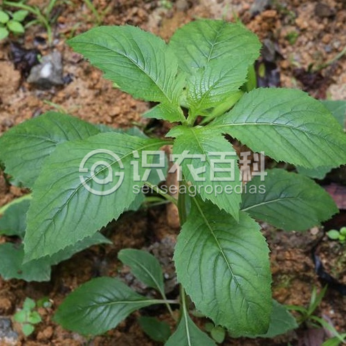 柑橘黄叶症状示例1