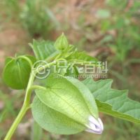 柑橘黄叶症状示例0