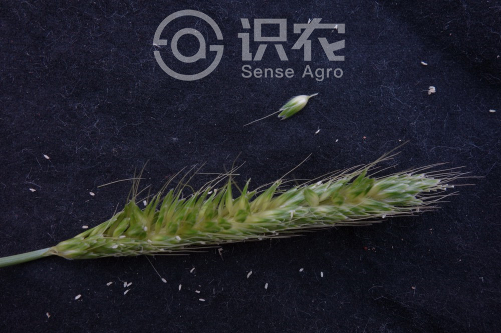 柑橘黄叶症状示例4