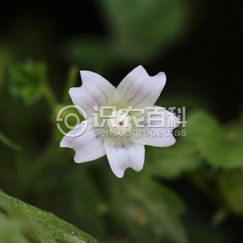 柑橘黄叶症状示例2