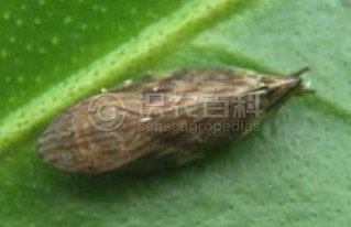 柑橘黄叶症状示例2