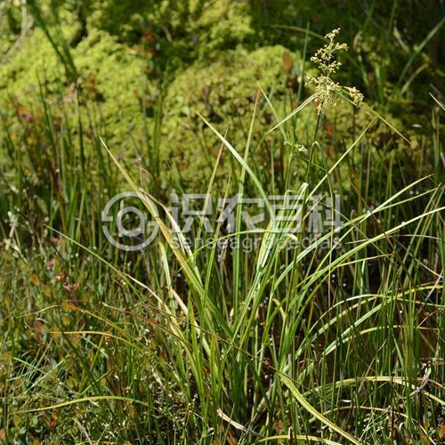柑橘黄叶症状示例3