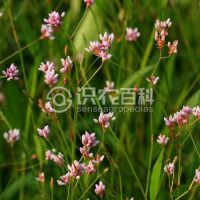 柑橘黄叶症状示例0