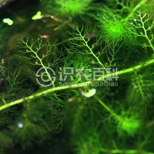 柑橘黄叶症状示例3