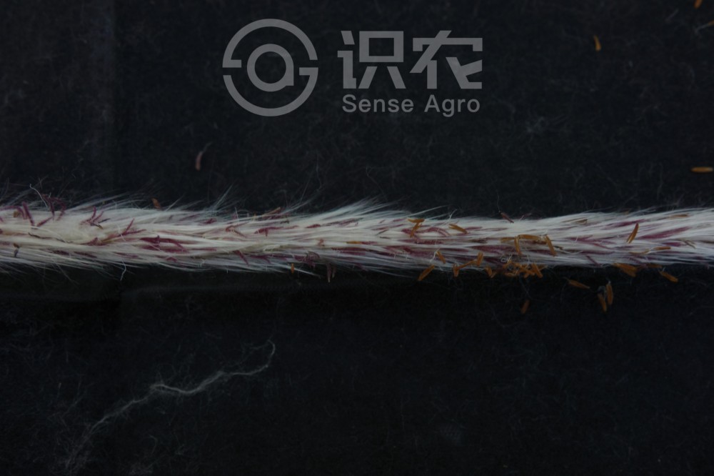 柑橘黄叶症状示例5