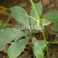 柑橘黄叶症状示例0