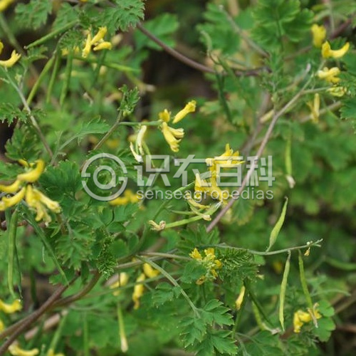 柑橘黄叶症状示例3