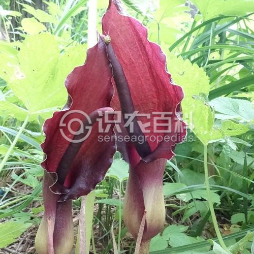 柑橘黄叶症状示例2