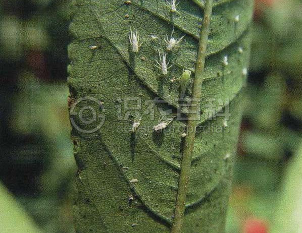 柑橘黄叶症状示例2