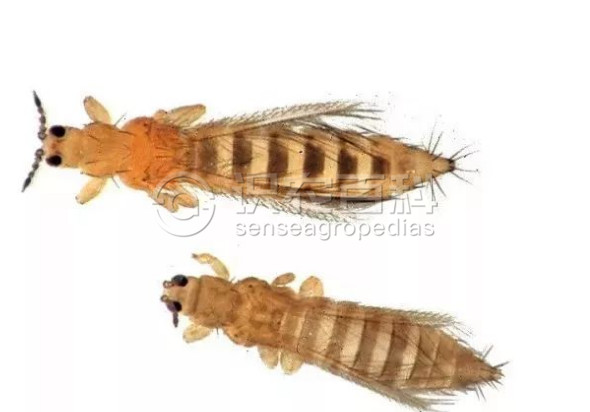 柑橘黄叶症状示例4