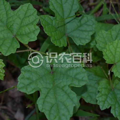 柑橘黄叶症状示例2