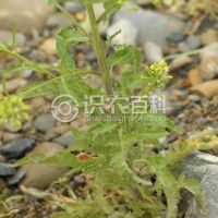 柑橘黄叶症状示例0