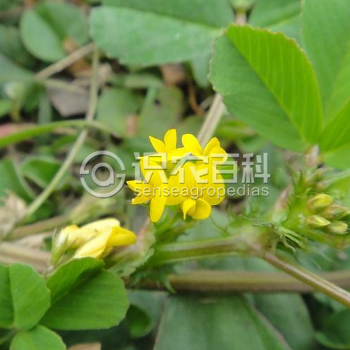 柑橘黄叶症状示例3