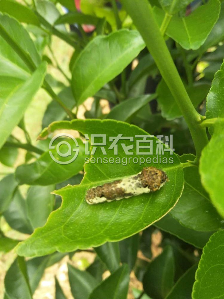 柑橘黄叶症状示例3