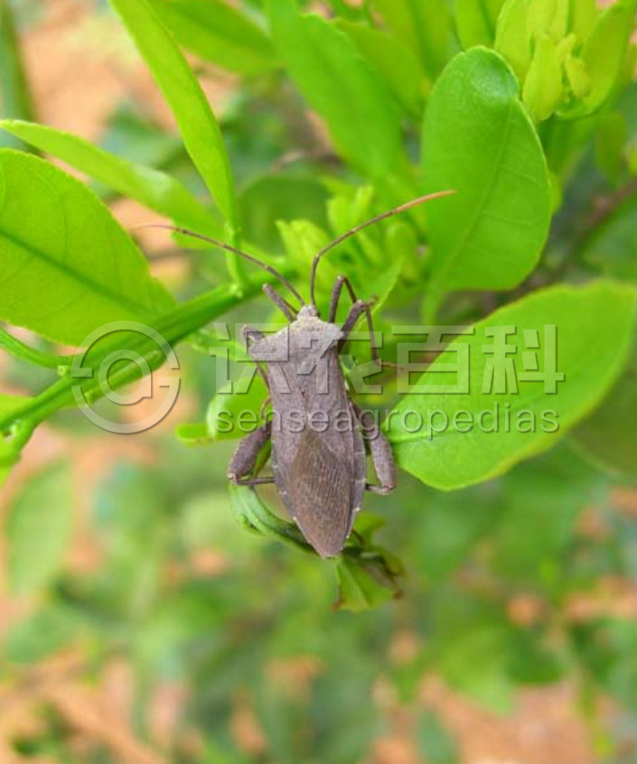 柑橘黄叶症状示例2