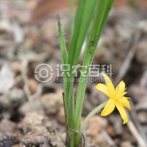 柑橘黄叶症状示例3