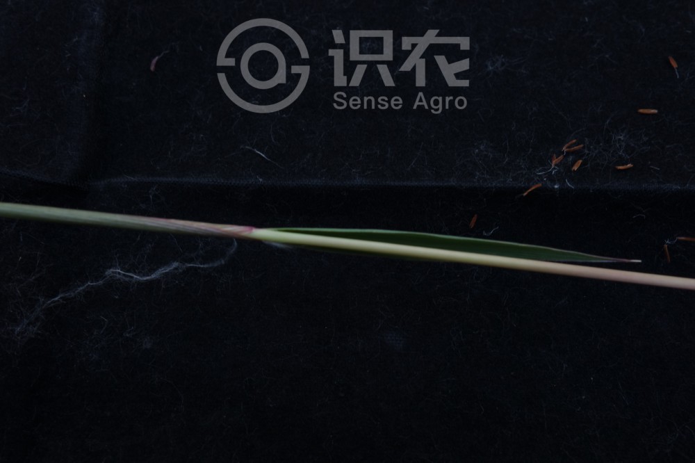 柑橘黄叶症状示例6