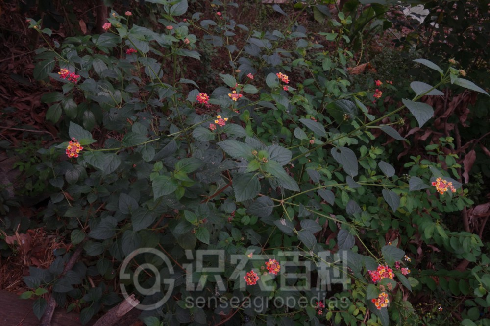 柑橘黄叶症状示例1