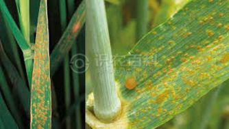 柑橘黄叶症状示例0