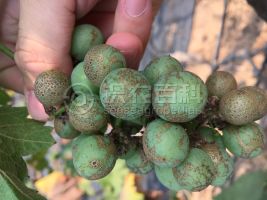 柑橘黄叶症状示例0