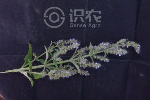 柑橘黄叶症状示例0
