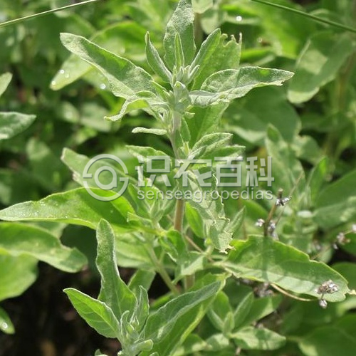 柑橘黄叶症状示例3