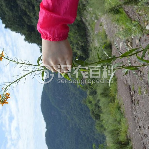 柑橘黄叶症状示例1