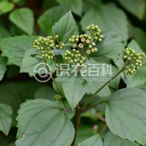 柑橘黄叶症状示例3