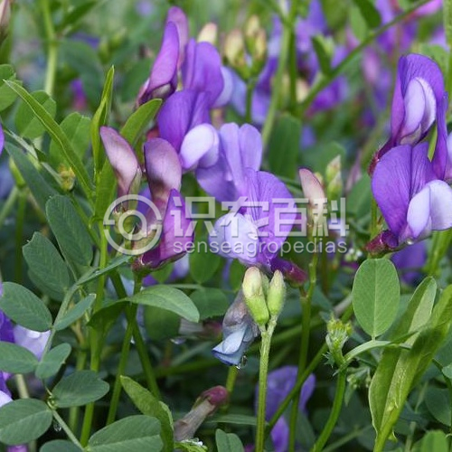 柑橘黄叶症状示例2