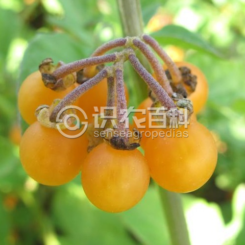 柑橘黄叶症状示例3