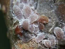 柑橘黄叶症状示例0