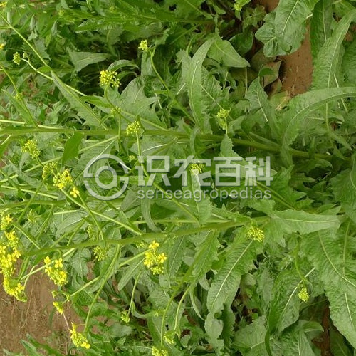 柑橘黄叶症状示例2