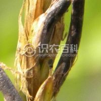 柑橘黄叶症状示例0