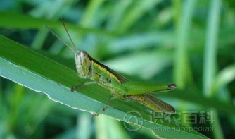 柑橘黄叶症状示例0