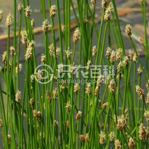 柑橘黄叶症状示例3