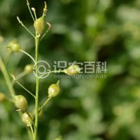 柑橘黄叶症状示例0