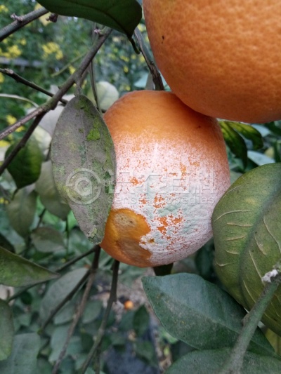 柑橘青霉病