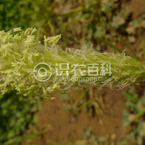柑橘黄叶症状示例3